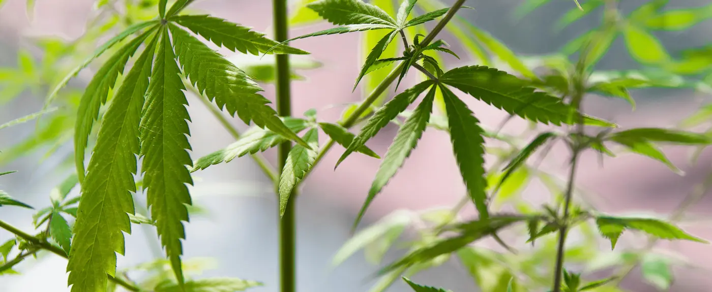 Tratamiento de la adicción al cannabis